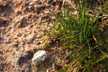 Spring. Nature is waking up. Ladybird on grass