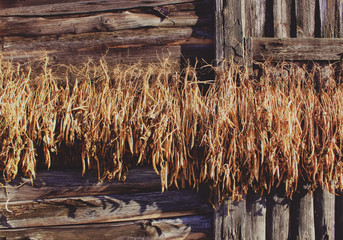 Dried beans on the wall