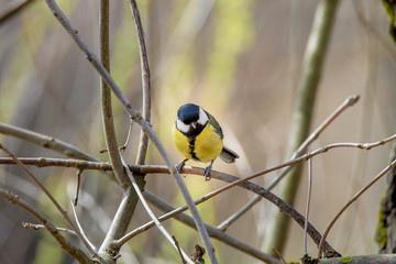  little bird sitting on a branch