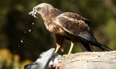 Aguila lagunero despluma la presa