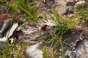 Spring. Nature is waking up. Ladybird on grass