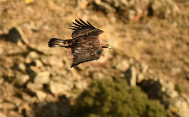 Aguila real volando en el cortado