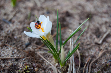 Spring. Nature is waking up. ladybird on the first flowers