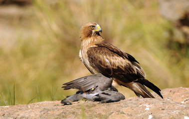 Un aguila en la roca con presa