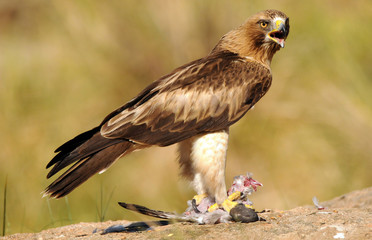 Aguila calzada adulta con presa