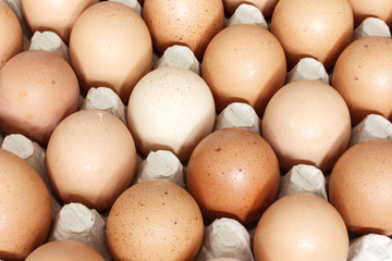 Fresh Eggs./Fresh Eggs 