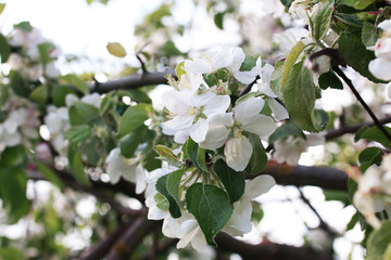 flowering apple tree with bright white flowers