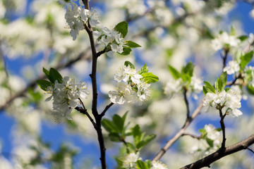 White Spring Blooming Trees