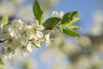 Obraz premium White Spring Blooming Trees