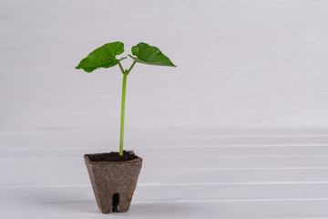 Pot with young seedlings on white wooden background. Springtime concept