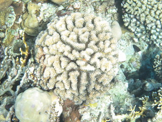 mondo sommerso © paolo