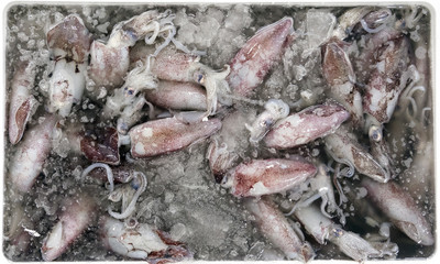 Cuttlefish for sale