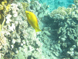 mondo sommerso © paolo