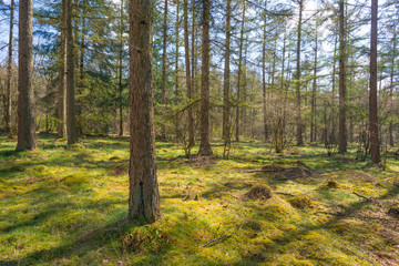 Pine forest in sunlight in spring