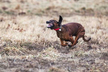 Walking Bavarian Mountain Hound