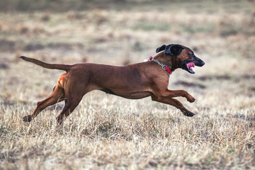 Walking Bavarian Mountain Hound