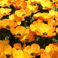 Obraz na płótnie Canvas Tulip field in Holland