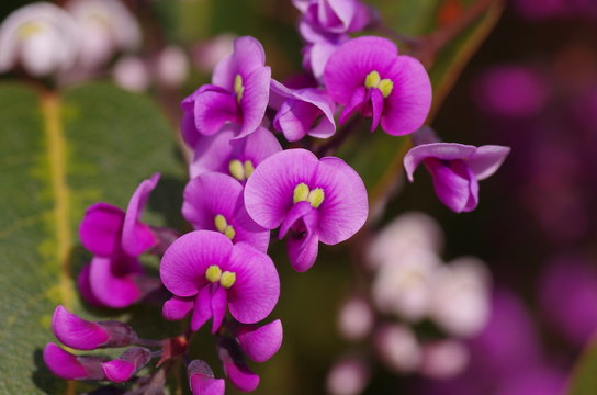 Fototapeta Coral pea