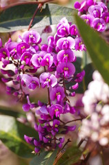 ハーデンベルギア