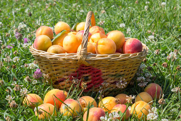apricot basket on grass