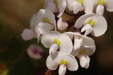 ハーデンベルギア