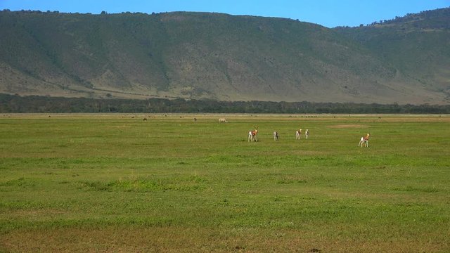 Пара белых носорогов и газели Томсона. Кратер Нгоронгоро. Увлекательное сафари - путешествие по африканской саванне. Танзания.