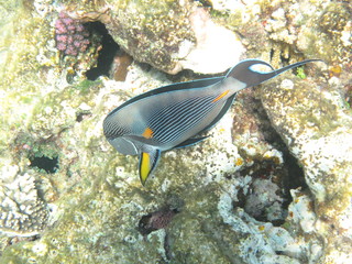 mondo sommerso © paolo