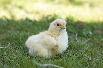 Baby chicken on grass