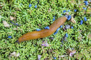 Schnecke mit Schneckenkorn