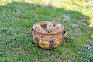 Fototapeta premium Baby chickens and eggs in a clay pot