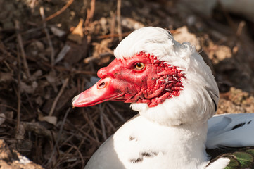 Portrait of Muscovy duck (Cairina moschata)