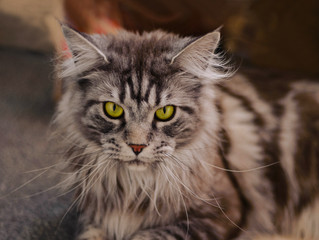 Maine Coon. The largest cat. Portrait of grey big cat main coon at home. Close up of handsome adult maine coon on blur background.