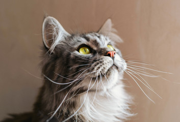 Maine Coon. The largest cat. Portrait of grey big cat main coon at home. Close up of handsome adult maine coon on blur background.