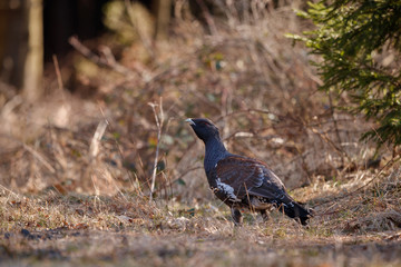 Beautiful wild capercaillie in the nature habitat in the forest/european nature/czech republic wildlife/great birding story/young male/very rare sightings during mating time 