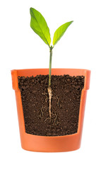 Growing plant with roots showing in pot on a white background.