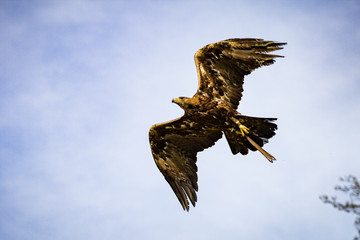 Greifvogel