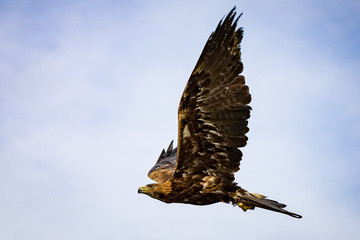 Greifvogel