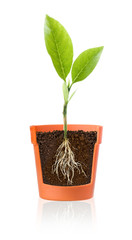 Growing plant with roots showing in pot on a white background.