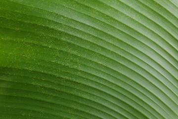 Banana leaf and use for thai traditional product packaging to represent the basic idea of food containing material.