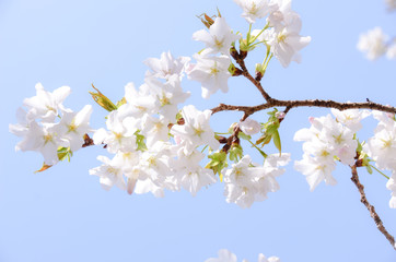 稲取高原花見の宴