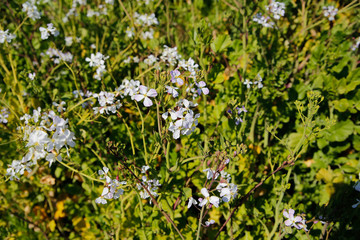 Fototapeta premium Gypsophila