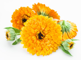 Calendula flowers isolated on white background.