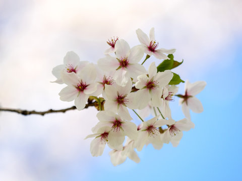 Cherry tree in full bloom, on a blue sky background, selective focus