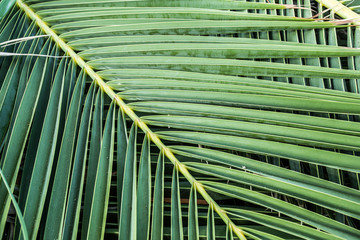 Palm tree leaves. Close up.