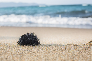 Urchin  at the coast line.