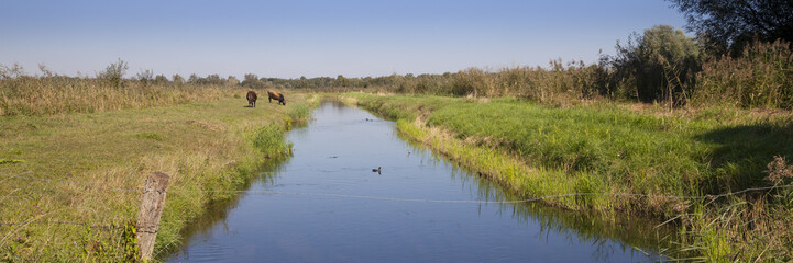 Heckrind, (Bos taurus), Rieselfelder, Naturschutzgebiet, Münster, Münsterland, Nordrhein-Westfalen, Deutschland