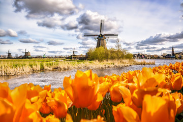 Fototapeta premium Traditional Dutch windmill with tulips in Zaanse Schans, Amsterdam area, Holland