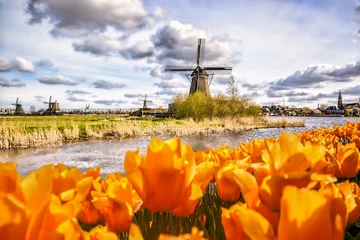 Fotobehang Traditional Dutch windmill with tulips in Zaanse Schans, Amsterdam area, Holland © Tomas Marek