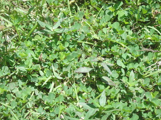 A sack of soil in the garden.