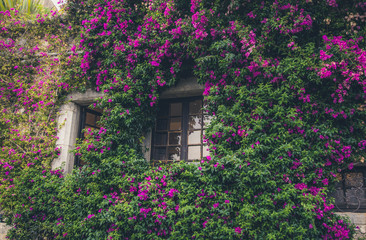 window in flowers